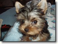 Jork��rsk� terier, Yorkshire Terrier,