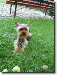 Jork��rsk� terier, Yorkshire Terrier,