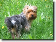 Jork��rsk� terier, Yorkshire Terrier,