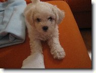 Bichon � poil fris�, Bichon Frise