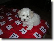 Bichon � poil fris�, Bichon Frise