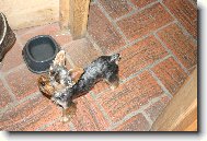 Jork��rsk� terier, Yorkshire Terrier,