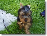 Jork��rsk� terier, Yorkshire Terrier,