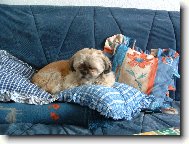 �icu, Shih-Tzu