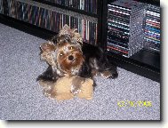 Jork��rsk� terier, Yorkshire Terrier,