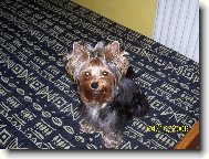 Jork��rsk� terier, Yorkshire Terrier,
