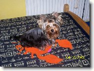 Jork��rsk� terier, Yorkshire Terrier,