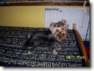 Jork��rsk� terier, Yorkshire Terrier,