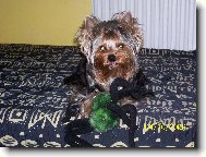 Jork��rsk� terier, Yorkshire Terrier,