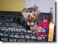 Jork��rsk� terier, Yorkshire Terrier,