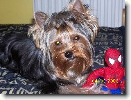 Jork��rsk� terier, Yorkshire Terrier,
