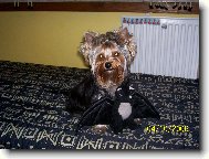 Jork��rsk� terier, Yorkshire Terrier,