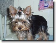 Jork��rsk� terier, Yorkshire Terrier,