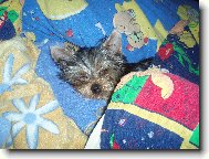 Jork��rsk� terier, Yorkshire Terrier,