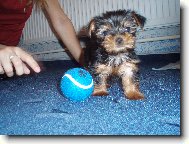 Jork��rsk� terier, Yorkshire Terrier,