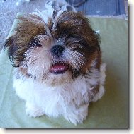 �icu, Shih-Tzu