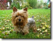 Jork��rsk� terier, Yorkshire Terrier,