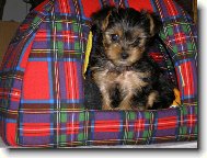 Jork��rsk� terier, Yorkshire Terrier,