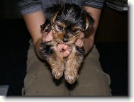 Jork��rsk� terier, Yorkshire Terrier,