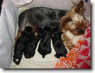 Jork��rsk� terier, Yorkshire Terrier,