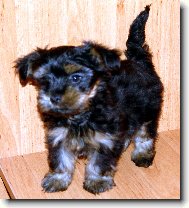 Jork��rsk� terier, Yorkshire Terrier,