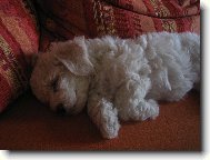 Bichon � poil fris�, Bichon Frise