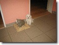 Bichon � poil fris�, Bichon Frise