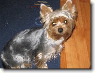 Jork��rsk� terier, Yorkshire Terrier,