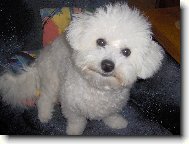 Bichon � poil fris�, Bichon Frise