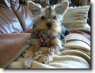 Jork��rsk� terier, Yorkshire Terrier,
