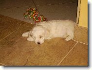 Bichon � poil fris�, Bichon Frise