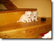 Bichon � poil fris�, Bichon Frise