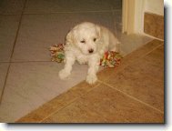 Bichon � poil fris�, Bichon Frise
