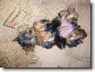 Jork��rsk� terier, Yorkshire Terrier,
