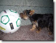 Jork��rsk� terier, Yorkshire Terrier,