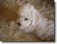 Bichon � poil fris�, Bichon Frise