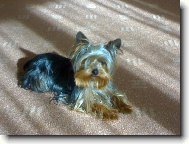Jork��rsk� terier, Yorkshire Terrier,