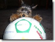 Jork��rsk� terier, Yorkshire Terrier,