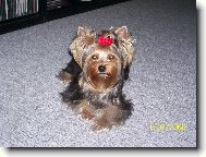 Jork��rsk� terier, Yorkshire Terrier,