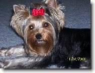 Jork��rsk� terier, Yorkshire Terrier,