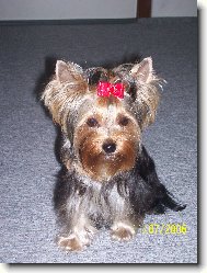 Jork��rsk� terier, Yorkshire Terrier,