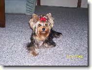 Jork��rsk� terier, Yorkshire Terrier,