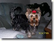 Jork��rsk� terier, Yorkshire Terrier,