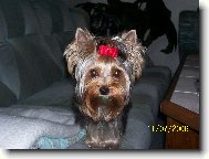 Jork��rsk� terier, Yorkshire Terrier,