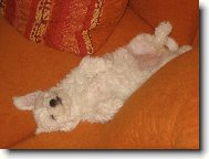 Bichon � poil fris�, Bichon Frise