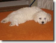 Bichon � poil fris�, Bichon Frise