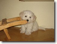 Bichon � poil fris�, Bichon Frise