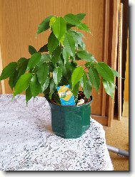Ficus benjamina