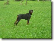 Dobermann, Doberman