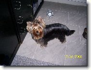 Jork��rsk� terier, Yorkshire Terrier,